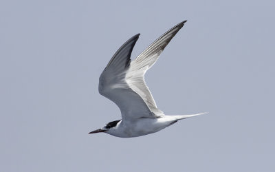 Common tern (Sterna hirundo)