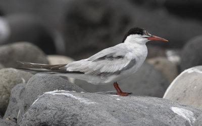 Common tern (Sterna hirundo)