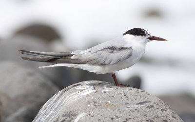 Common tern (Sterna hirundo)
