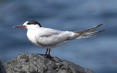Common tern (Sterna hirundo)
