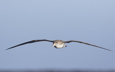 Cory's shearwater (Calonectris borealis)