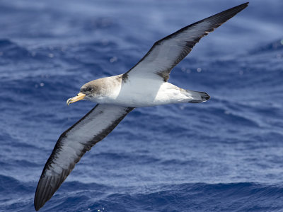 Cory's shearwater (Calonectris borealis)
