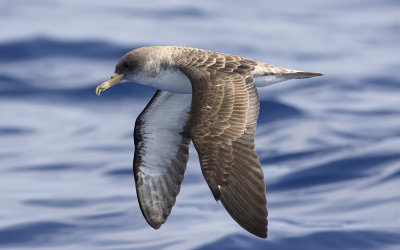 Cory's shearwater (Calonectris borealis)