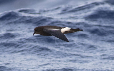 Wilson's storm petrel (Oceanites oceanicus)