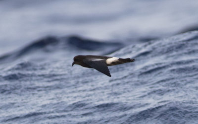 Wilson's storm petrel (Oceanites oceanicus)