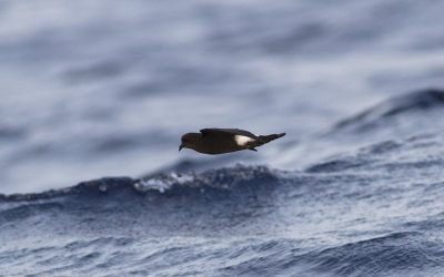 Wilson's storm petrel (Oceanites oceanicus)