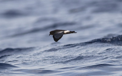 Wilson's storm petrel (Oceanites oceanicus)