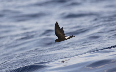 Wilson's storm petrel (Oceanites oceanicus)