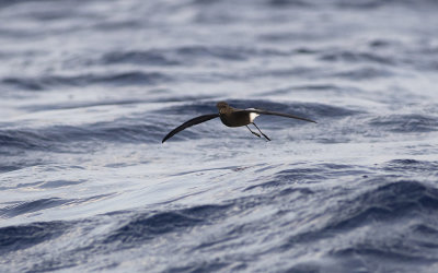 Wilson's storm petrel (Oceanites oceanicus)