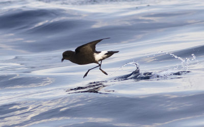 Wilson's storm petrel (Oceanites oceanicus)