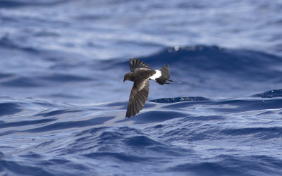 Wilson's storm petrel (Oceanites oceanicus)