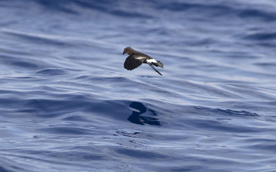 Wilson's storm petrel (Oceanites oceanicus)