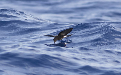 Wilson's storm petrel (Oceanites oceanicus)