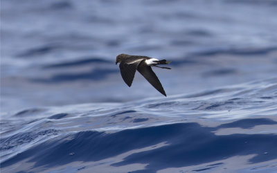 Wilson's storm petrel (Oceanites oceanicus)