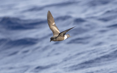 Band-rumped storm petrel (Oceanodroma castro)