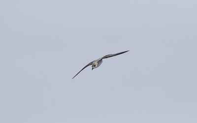 Fea's petrel (Pterodroma feae)