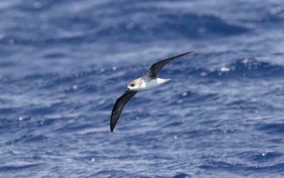 Fea's petrel (Pterodroma feae)