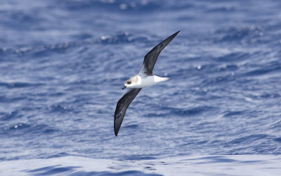Fea's petrel (Pterodroma feae)