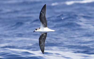 Fea's petrel (Pterodroma feae)