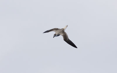 Fea's petrel (Pterodroma feae)