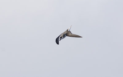 Fea's petrel (Pterodroma feae)