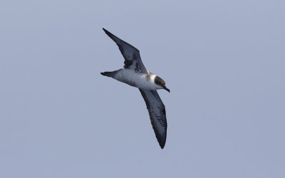 great shearwater (Ardenna gravis)