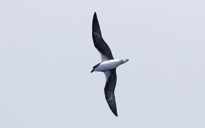 Fea's petrel (Pterodroma feae)