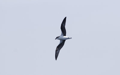 Fea's petrel (Pterodroma feae)