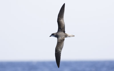 Fea's petrel (Pterodroma feae)