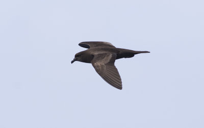 Bulwer's petrel (Bulweria bulwerii)