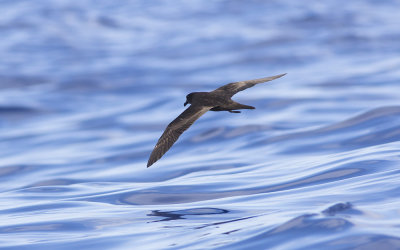Bulwer's petrel (Bulweria bulwerii)