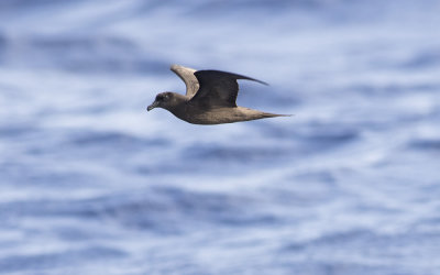 Bulwer's petrel (Bulweria bulwerii)