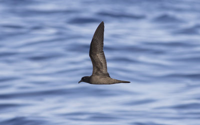 Bulwer's petrel (Bulweria bulwerii)