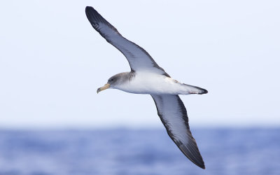 Cory's shearwater (Calonectris borealis)