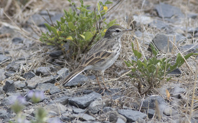 Berthelot's pipit (Anthus berthelotii maderensis)