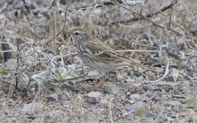 Berthelot's pipit (Anthus berthelotii maderensis)