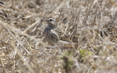 Berthelot's pipit (Anthus berthelotii maderensis)