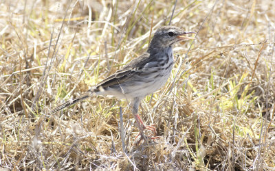 Berthelot's pipit (Anthus berthelotii maderensis)