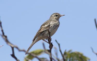 Berthelot's pipit (Anthus berthelotii maderensis)