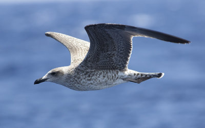 Yellow-legged Gull