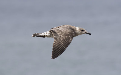 Yellow-legged Gull (Larus michahellis)