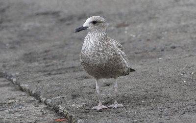 Yellow-legged Gull (Larus michahellis)