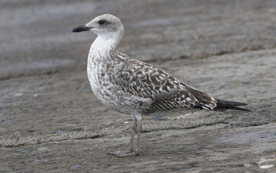 Yellow-legged Gull (Larus michahellis)