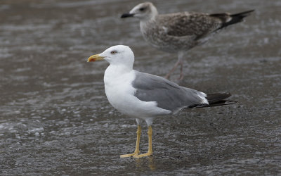 Yellow-legged Gull (Larus michahellis)