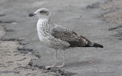 Yellow-legged Gull (Larus michahellis)