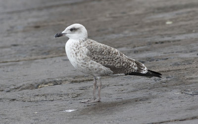Yellow-legged Gull (Larus michahellis)