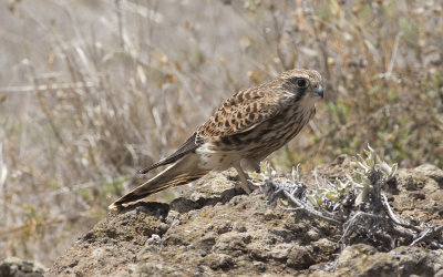 Common kestrel (Falco tinnunculus canariensis)
