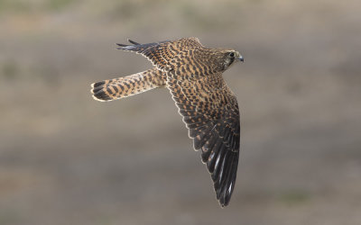 Common kestrel (Falco tinnunculus canariensis)