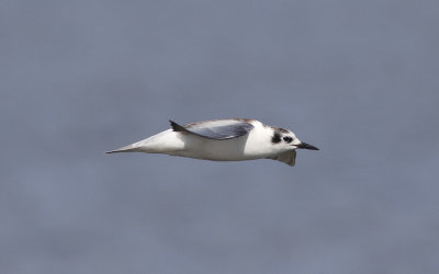 White-winged black tern (Chlidonias leucopterus)