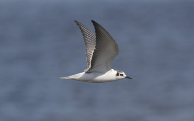 White-winged black tern (Chlidonias leucopterus)